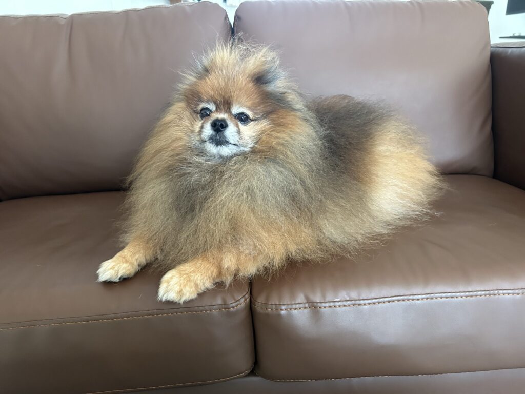 ソファーでくつろぐポメラニアン
